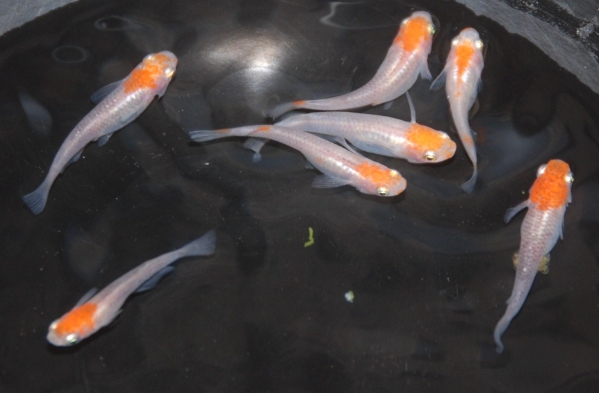 4■ みーメダカ　【極上】 富士錦　５匹 ＋ 1