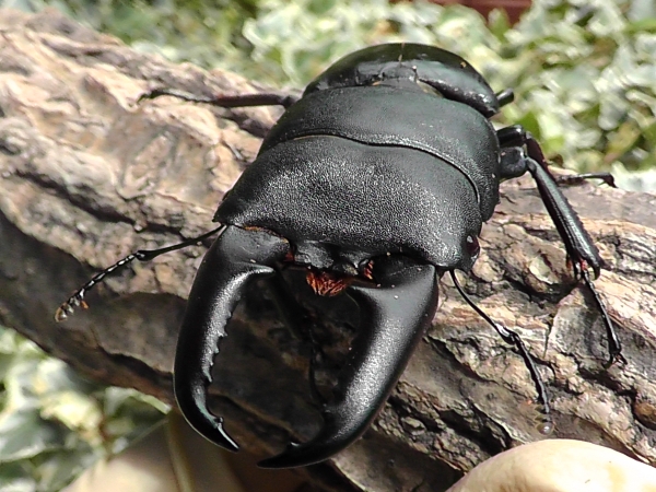 赤眼本土ヒラタ ”天照” 3齢幼虫5頭！！