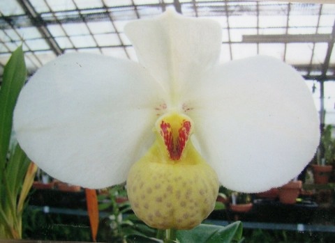 洋蘭パフィオ Paph.emersonii('Super Cool' x self)-2