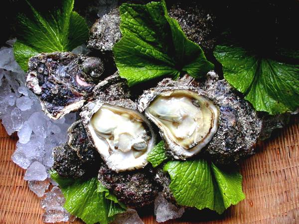 ★ひと足早く解禁！北陸新幹線開通記念！能登・大岩牡蠣24個！