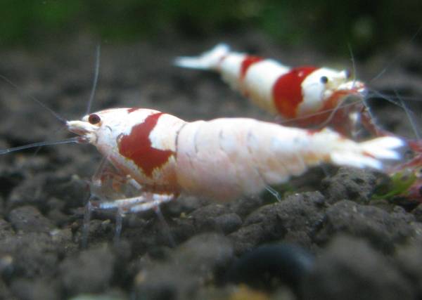 ∫濃厚美白抱卵モスラ∫グレードupに！