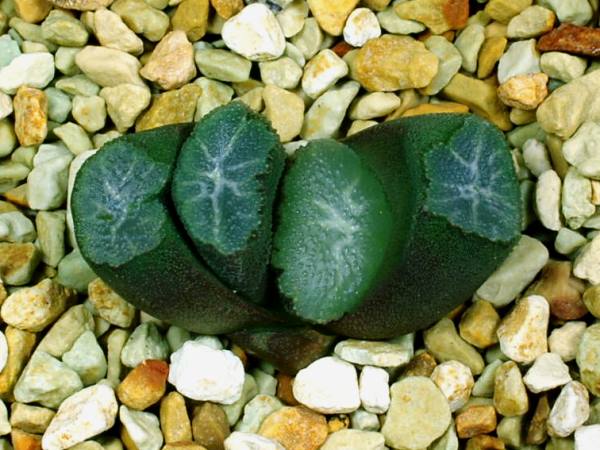 多肉植物　ハオルチア　万象　Z6