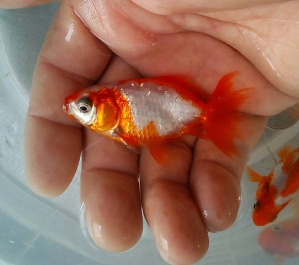 特選金魚 更紗地金2ペア 二歳6センチ 弥富産 その他 売買されたオークション情報 Yahooの商品情報をアーカイブ公開 オークファン Aucfan Com 特選金魚 更紗地金2ペア 二歳6センチ 弥富産 その他 売買されたオークション情報 Yahooの商品情報をアーカイブ公開 オークファン Aucfan Com