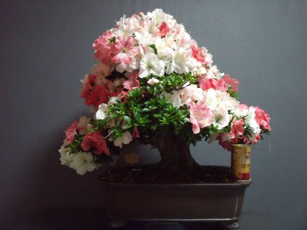 ☆さつき倶楽部☆ 皐月 盆栽 花芸最高 『 華 苑 』(皐月（さつき 