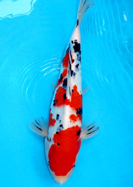 百万石祭りセール岡本錦鯉6-68大正三色37ｃｍジャンボ当才メス