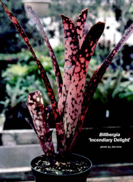 ☆Billbergia 'Incendiary Delight'☆ビルベルギア ブロメリア