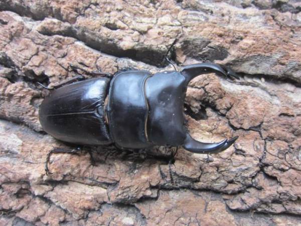 能勢YG血統Goshin14-9番本家種付けライン84.5ｍｍｘ54.0ｍｍペア_2