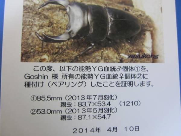 能勢YG血統Goshin14-9番本家種付けライン84.5ｍｍｘ54.0ｍｍペア_3