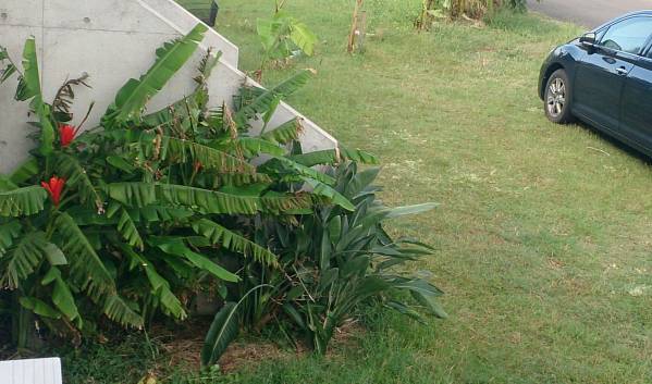 耐寒 【 姫 芭蕉 】 バナナ ジンジャー カンナ ハイビスカス 蘭