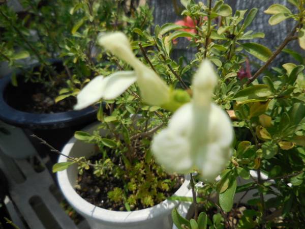 セージブルーノート チェリーセージイエロー各１ポットずつ その他 売買されたオークション情報 Yahooの商品情報をアーカイブ公開 オークファン Aucfan Com