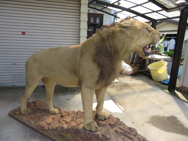 ♂ライオン 剥製 標本 頭骨 牙 置物 オブジェ(科学、自然)｜売買された