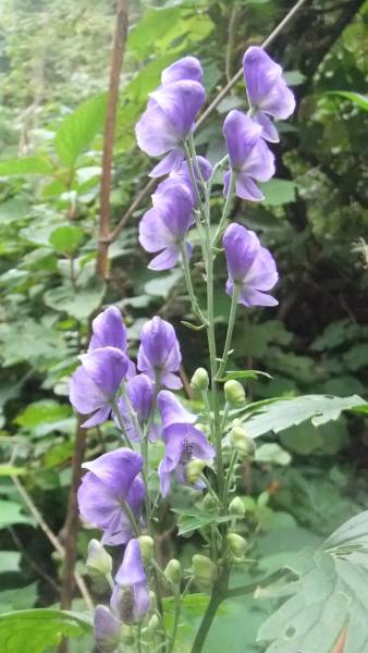 茶花 活花 オクトリカブト 開花見込３株 その他 売買されたオークション情報 Yahooの商品情報をアーカイブ公開 オークファン Aucfan Com