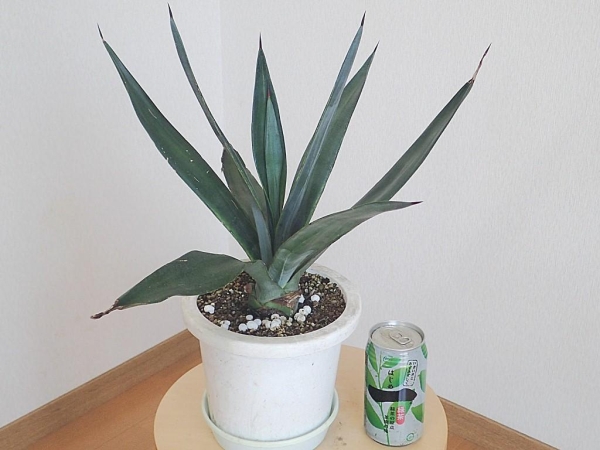 □アガベ・サイザラーナ／Agave sisalana□(アガベ)｜売買された
