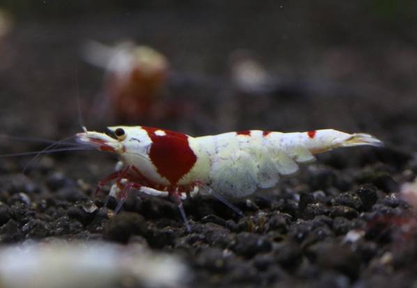 『黒殻海老』レッドビー抱卵♀