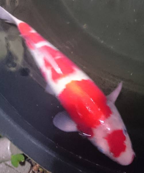 阪井系紅白３５ｃｍ