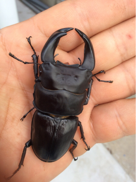 ☆☆チャベスQの子供たち3にん☆☆