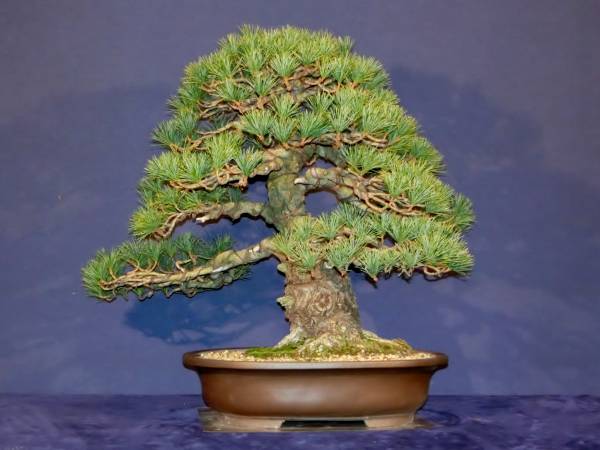 盆栽 中品 国風展 山木 山採り サバ幹 葉性抜群 那須五葉松