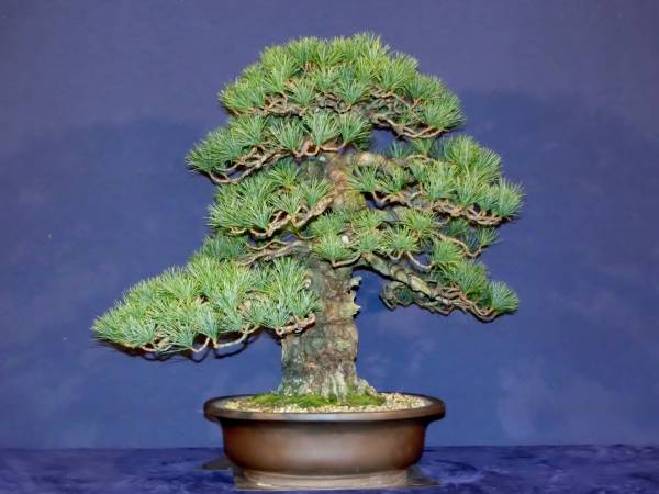 盆栽 中品 国風展 山木 山採り サバ幹 葉性抜群 那須五葉松