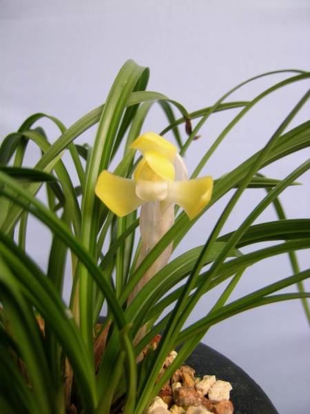 ☆　日本春蘭　無名黄花梅弁素心　寒蘭　☆