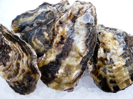 ■手洗浄済み■　殻付き牡蠣5kg(中)約60個　松本水産 送料安い　