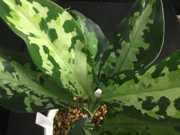 アグラオネマ ピクタム トリカラー Sumatera Barat [AZ0512-X]