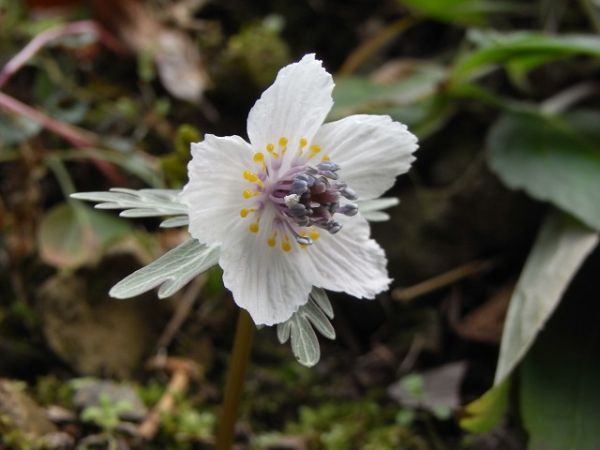 セツブンソウ②