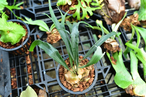 P.Mt.Lewis Spore grown Australia @bikamori.com