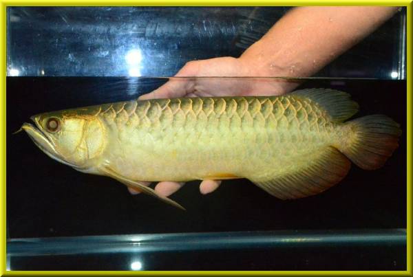 【PANGLONG】24K Hi-Body二重顎金筋黄金過背金龍！4733