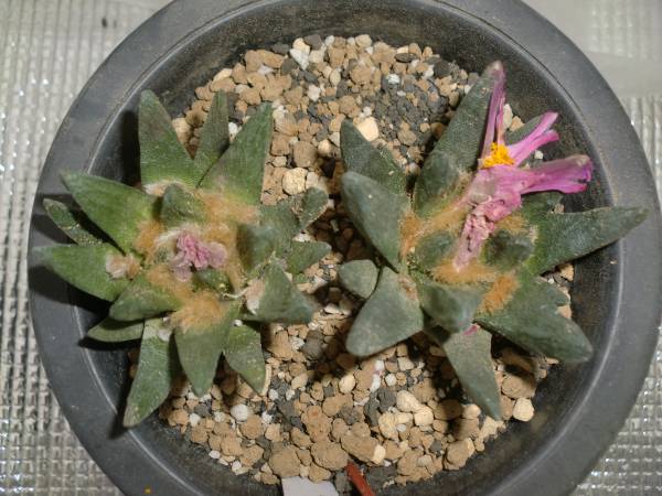 サボテン・竜角牡丹B