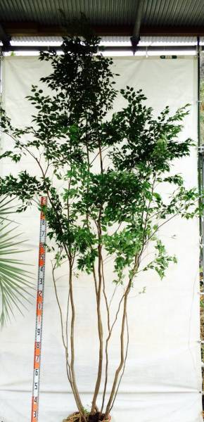 21 ハイノキ 320cm 【特大 常緑】山取り雑木 耐寒・耐蔭 自然風樹形 現品
