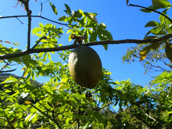 パキラ 種 熱帯果樹 原種 珍種 観葉植物 カイエンナッツ その他 売買されたオークション情報 Yahooの商品情報をアーカイブ公開 オークファン Aucfan Com