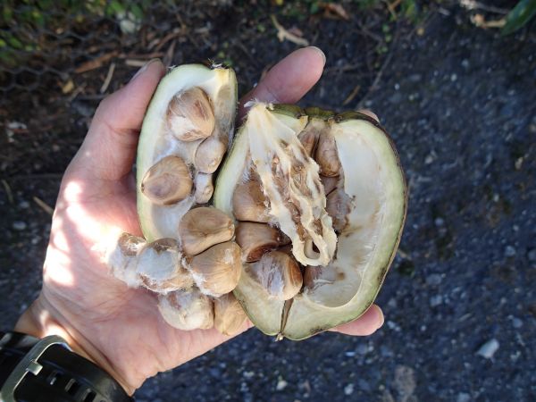 パキラ 種 熱帯果樹 原種 珍種 観葉植物 カイエンナッツ その他 売買されたオークション情報 Yahooの商品情報をアーカイブ公開 オークファン Aucfan Com