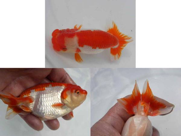 ☆彡石らん・らんちゅう・優良系統・明け2歳魚⑤