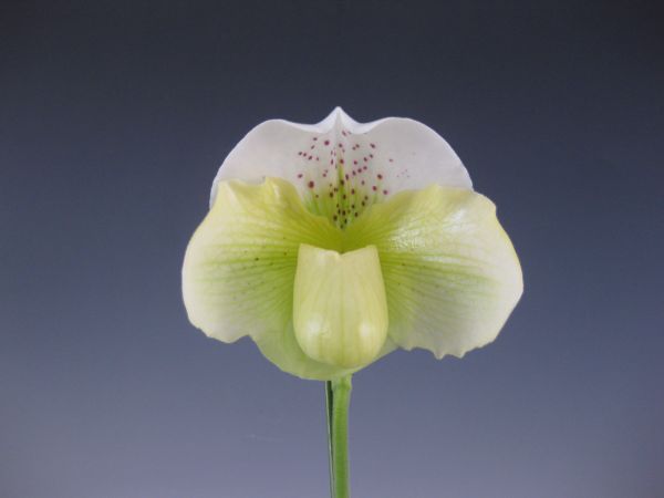 洋蘭 965 Paph.( Morning Moon x Icy Icy Wind )　花着