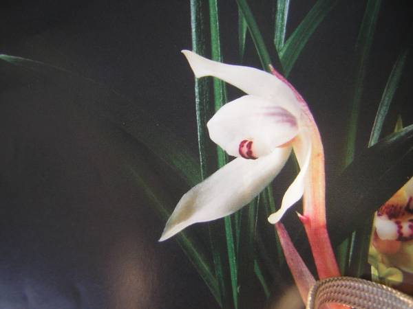 中国春蘭　朶朶香チャボ系　銘花「天平白蘭」　花芽付き　富貴蘭