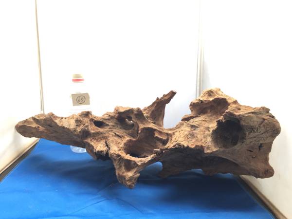 ★流木　マングローブ　６５　M　大型★