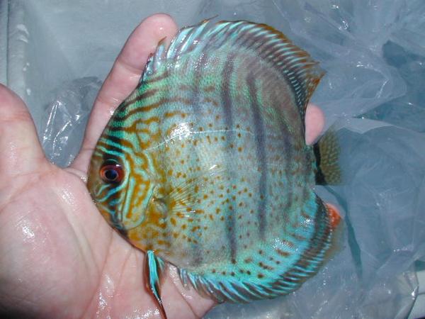 【新着原種】ペルビアン・アルトナナイ (きめの細かい肌！)Ａ