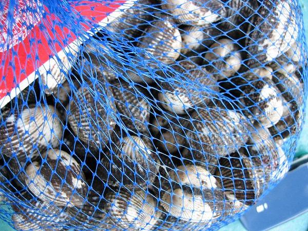 (2)国内産「サルボ（赤貝）大5Kg」-活きたままお届けします!!_3