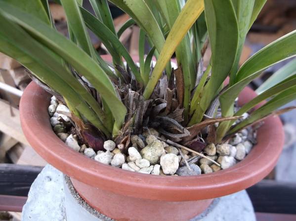 日本ミツバチ捕獲用金陵辺準備を_2