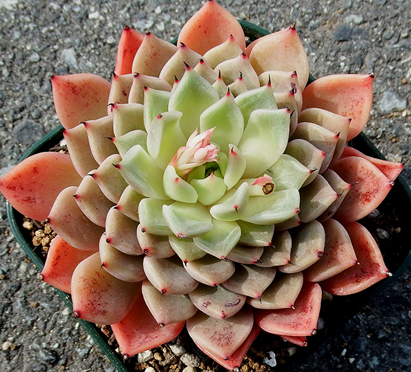 多肉植物 エケベリア ロセス グロー バー