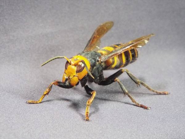チョコＱみたいな標本オオスズメバチの女王蜂約５３ｍｍ