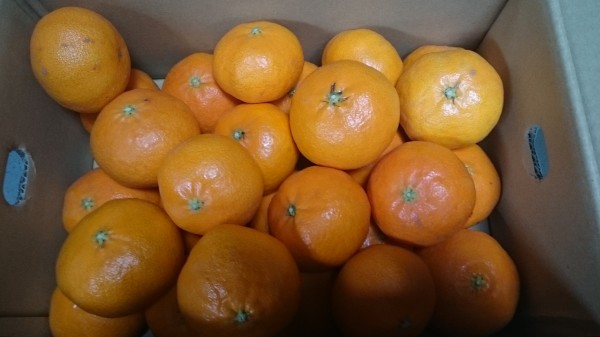 ●今年の初物！　高級柑橘　甘平（かんぺい）　４．５ｋｇ