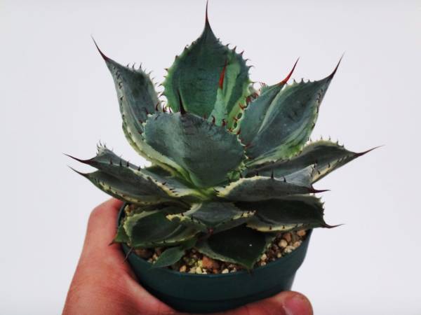 沖縄019Agave potatorum cv.'Tradewinds'アガベ達磨雷神、偽鳳凰