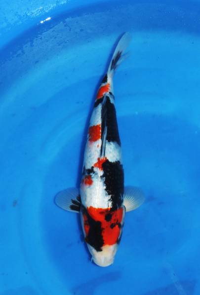 ★☆桜錦鯉☆★　緊急企画 坂牧養鯉場　銀鱗昭和　３5㎝　２才