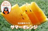 吉永農園　一級品サマーオレンジ　スイカ　１玉10㌔