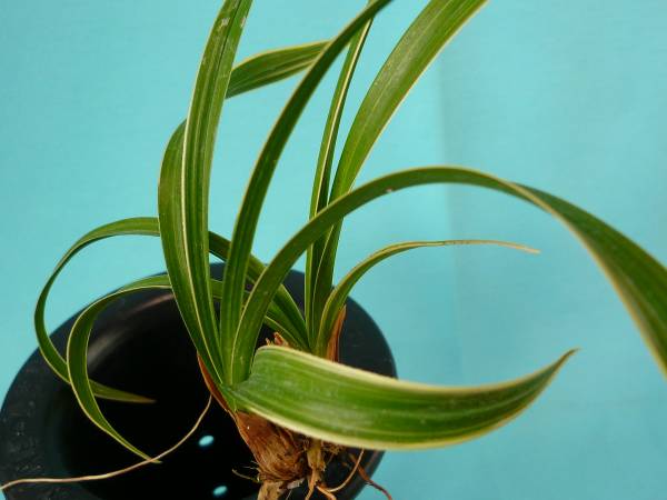 ★★ 日本春蘭 チャボ大覆輪 銘品 「稲妻」 寒蘭 山野草 錦蘭 ★