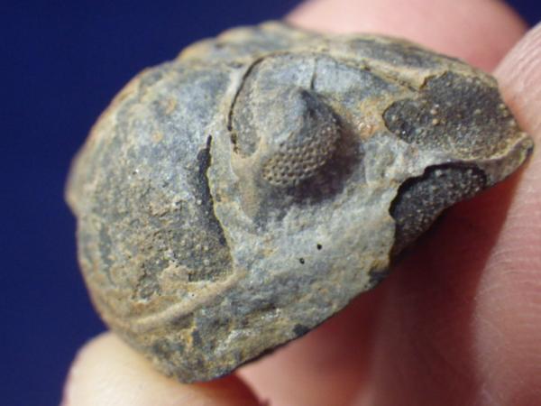三葉虫　化石　fossil　ボリビア産　レア　Fossil判別② 三葉虫 巣穴モロッコ fossil ボリビア産 レア Fossil識別① 2個セット