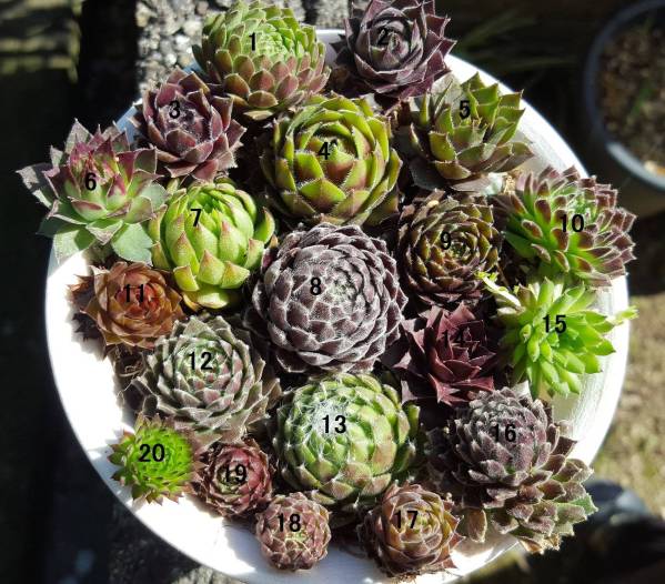 多肉植物 センペル Sempervivum 種類 名前付 その他 売買されたオークション情報 Yahooの商品情報をアーカイブ公開 オークファン Aucfan Com