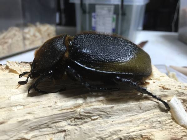D.H.モリシマイ♀65mm単品、後食開始