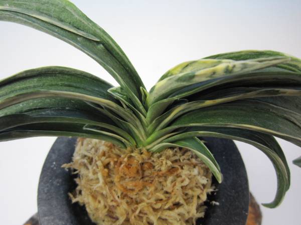 万年青(おもと) 羅紗 「諏訪錦」 上木 蘭万園(鉢植え)｜売買された